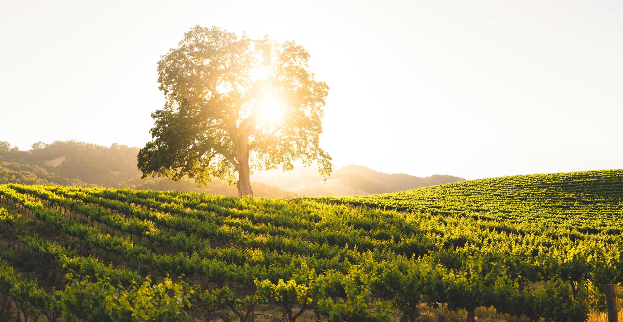 vineyard-sunset